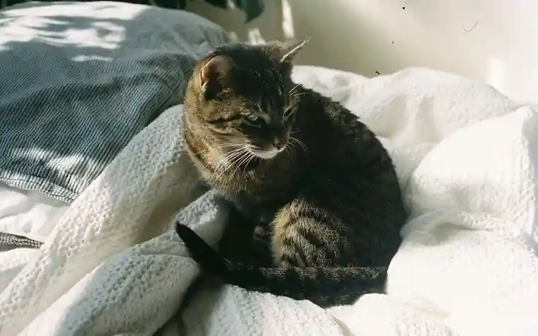 A tabby cat resting comfortably on a white blanket