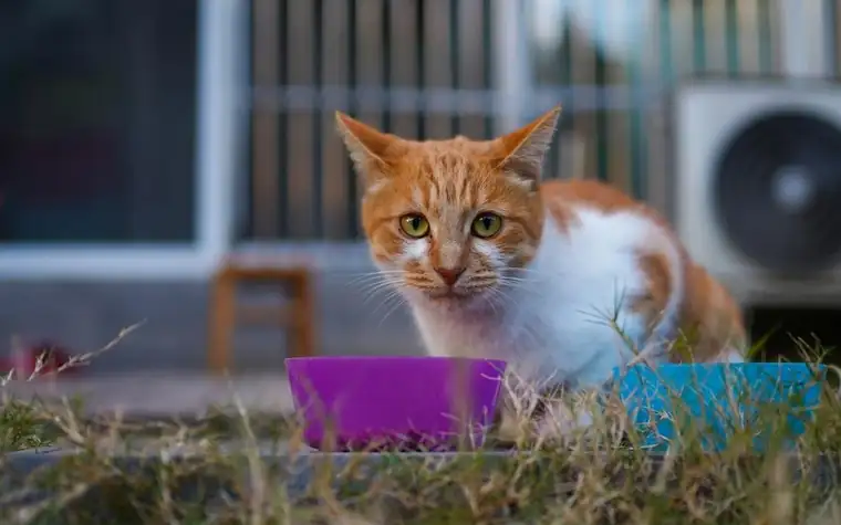 A tabby cat eating from a pink food bowl at home