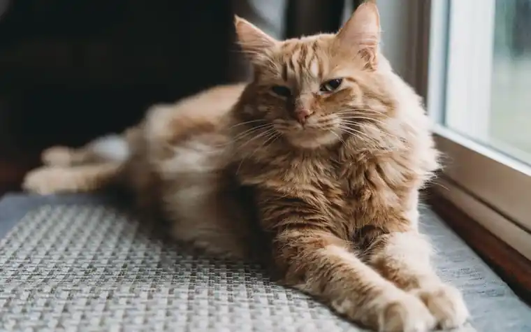 A cat resting comfortably at home next to a small glucose monitor