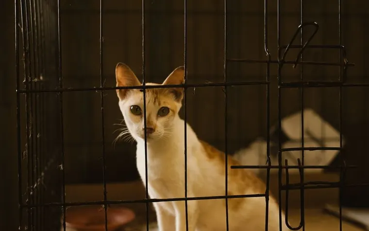 A kitten sitting in a metal shelter cage looking through the bars
