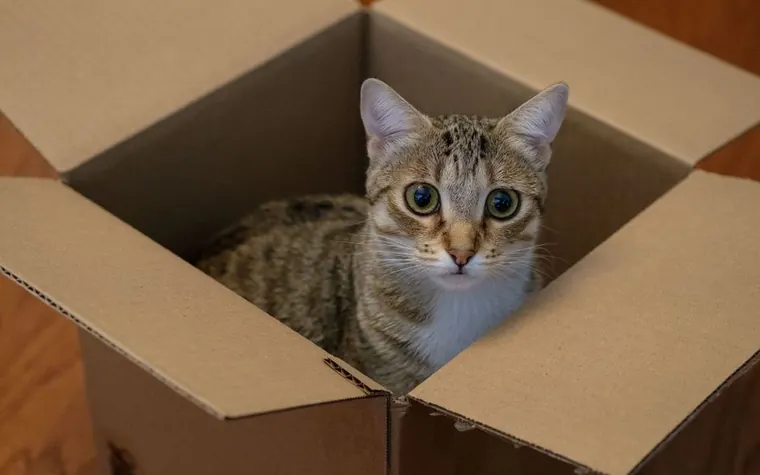A tabby kitten sitting inside a cardboard box at home