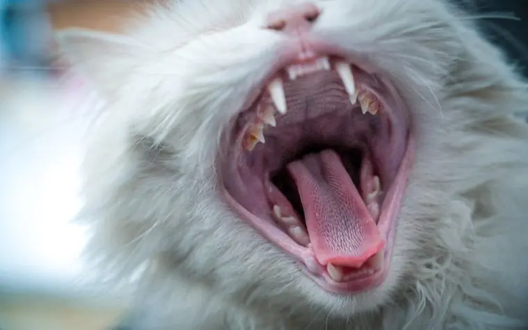 A white cat yawning widely, showing its teeth