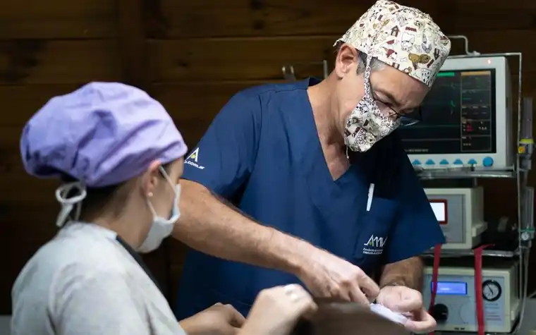 A veterinary team monitoring a cat during a clinical procedure