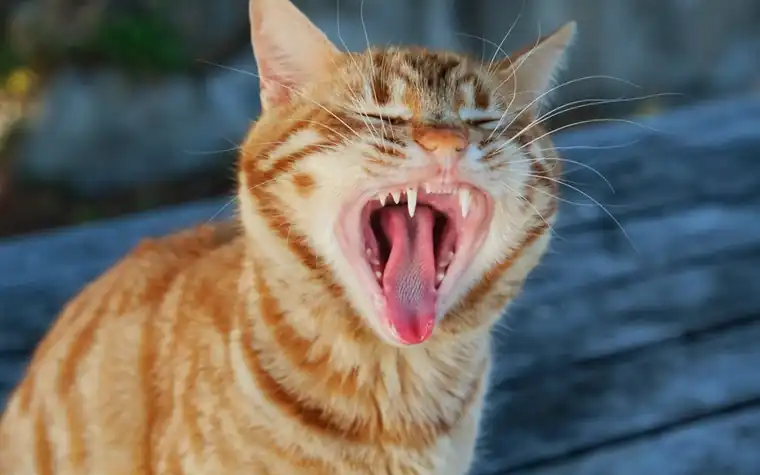 A ginger cat yawning on a wooden floor, showing its teeth