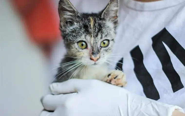 A kitten being gently held by a veterinarian during a checkup