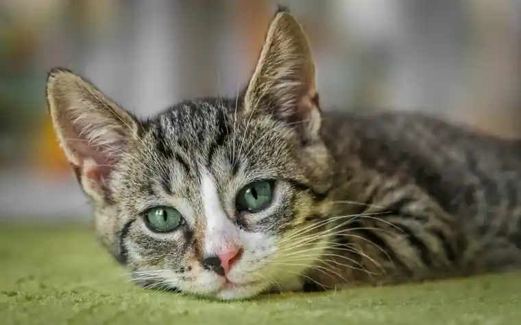A tabby kitten with green eyes lying on a blanket