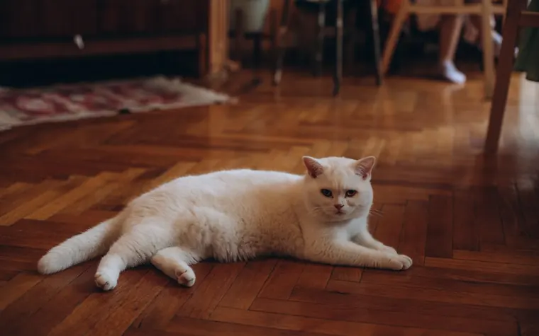 Relaxed white cat lying on a wooden floor indoors