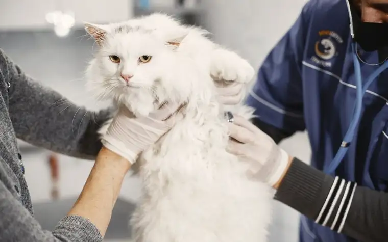 A veterinarian gently holding a white cat during an exam