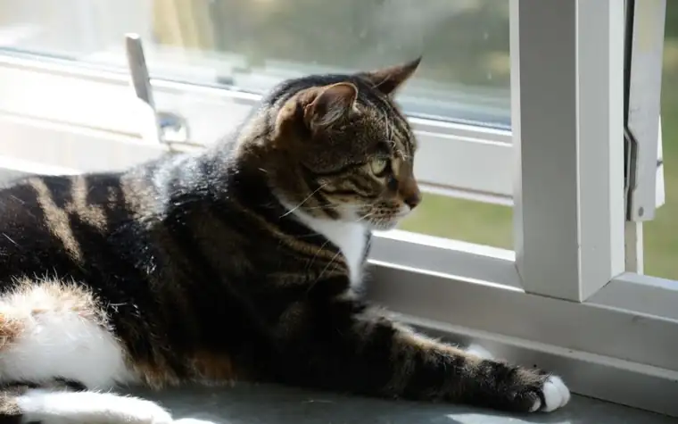 Tabby cat sitting by a sunny window