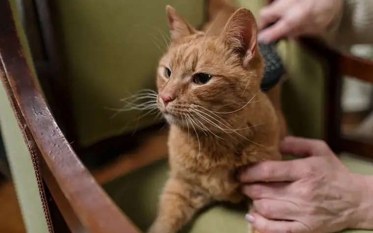 Ginger cat being brushed on a grooming table