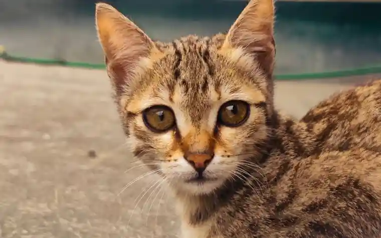 Close-up of a tabby kitten's face