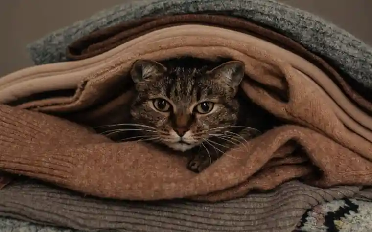 Tabby cat peeking out from a pile of folded knit blankets