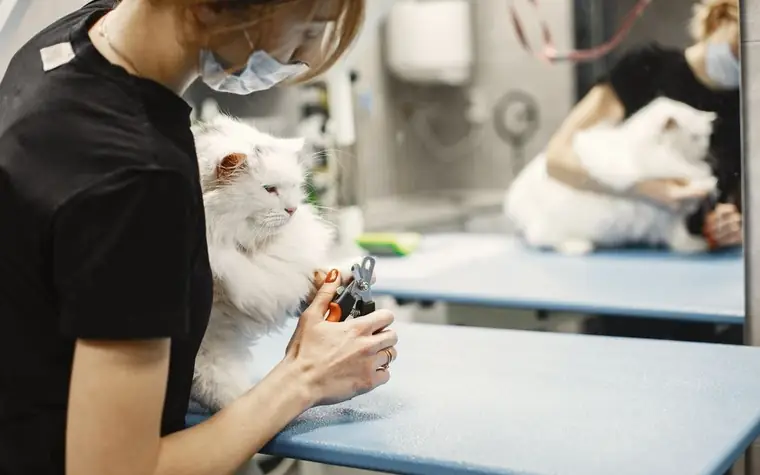 White fluffy cat having its nails trimmed by a masked veterinary staff member