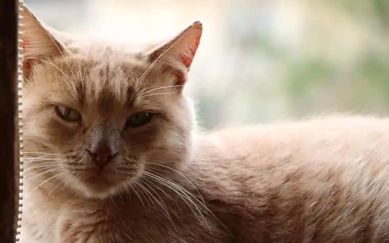 Close-up of a ginger cat resting near a window with a relaxed expression