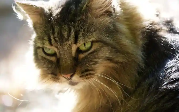Close-up portrait of a Maine Coon cat's face