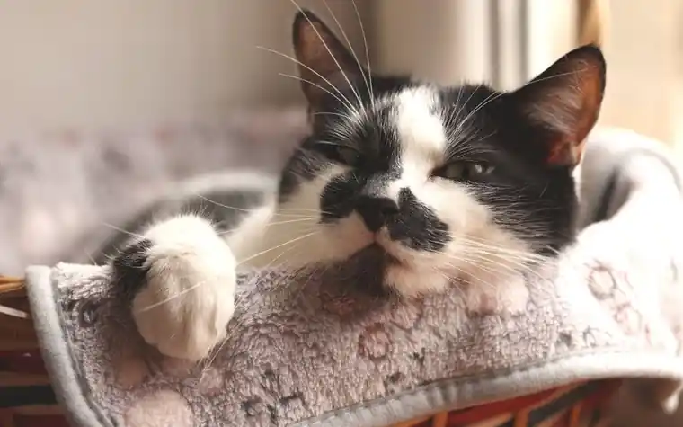 A black and white cat resting calmly on a soft bed