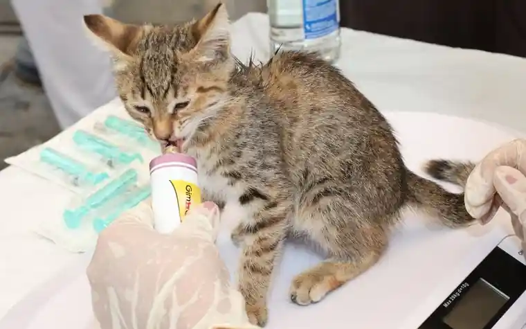 Kitten receiving medicine from a veterinary volunteer at a clinic table