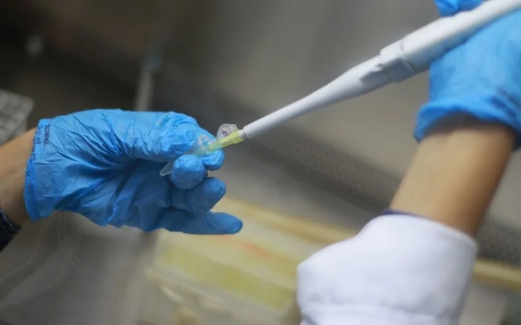 Gloved hand using a pipette on a laboratory test vial