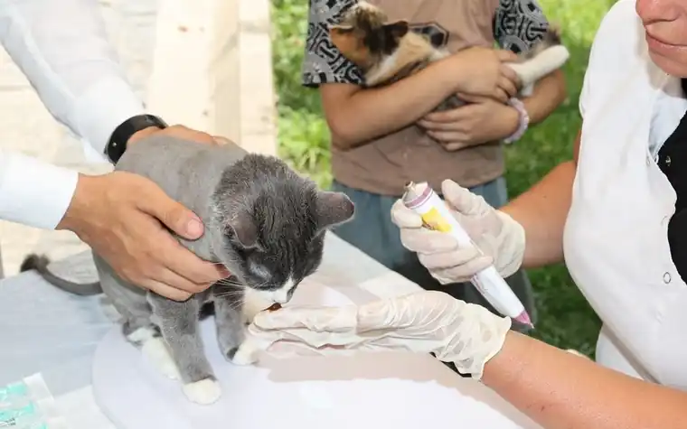 Veterinarian examining a gray kitten outdoors during a community cat clinic