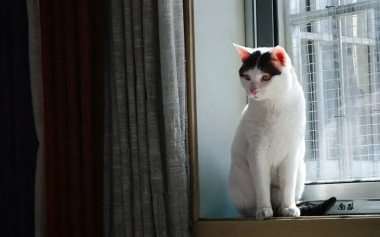 White cat with black ears sitting calmly on a windowsill indoors
