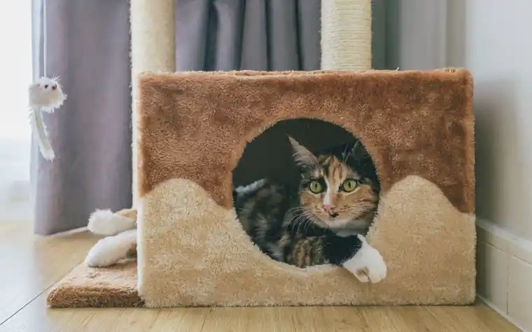 Cat peeking out from inside a cozy cat condo at home