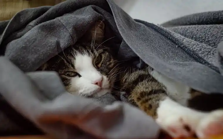 Tabby cat snuggled comfortably under a blanket at home
