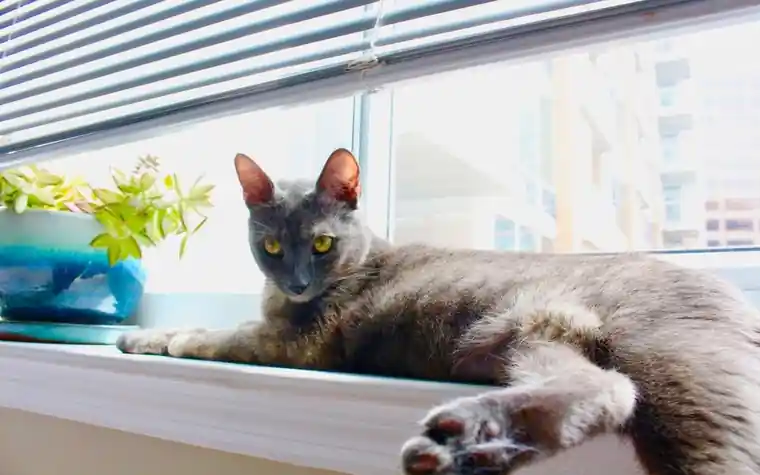 Gray Korat cat lounging calmly on a windowsill indoors