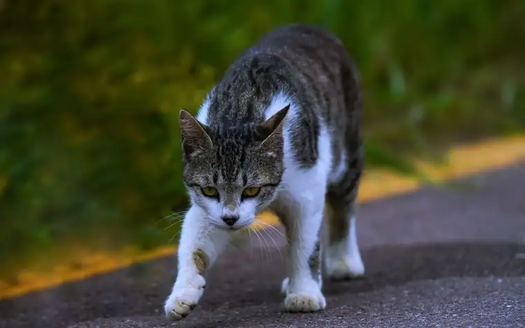 Tabby cat walking outdoors, moving carefully across a path