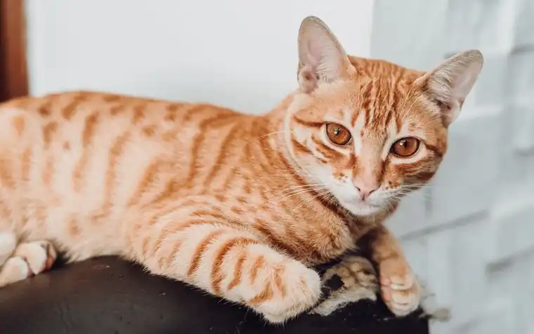 Ginger tabby cat lying relaxed on a black sofa indoors