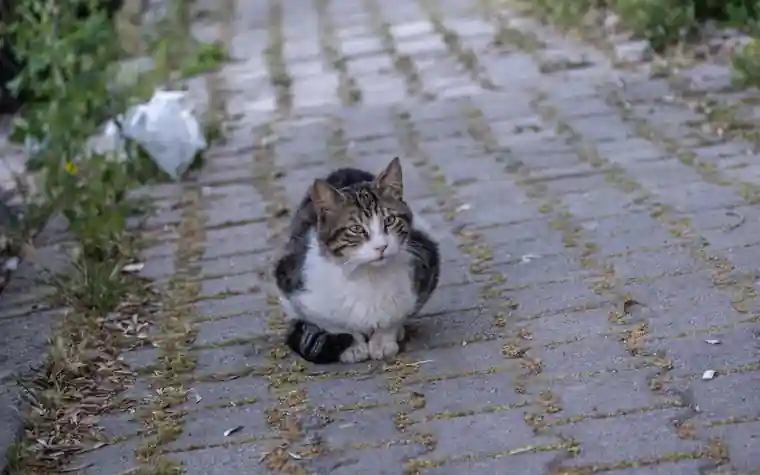 Gray and white stray cat sitting on a paved brick path with weeds along the edge