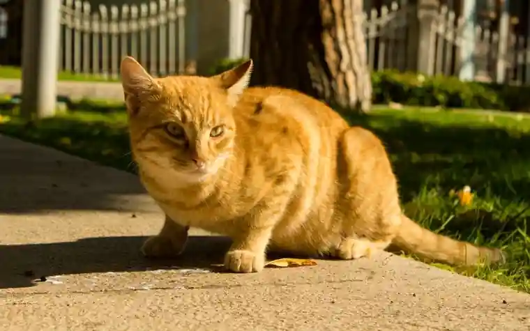Ginger cat crouching on a sunlit sidewalk beside a grass strip and tree