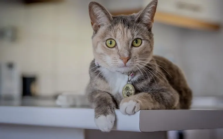 Gray and white cat with green eyes wearing a collar with a round tag, resting on a kitchen counter