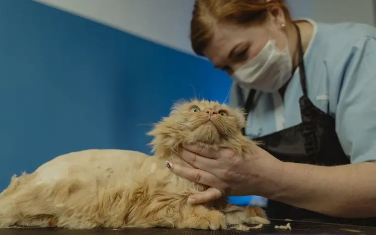 Woman in a mask and apron gently holding a long-haired ginger cat lying on a table