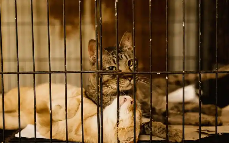 Two cats resting together inside a metal cage at an animal shelter