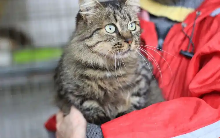Fluffy brown tabby cat held in the arms of a person wearing a red coat
