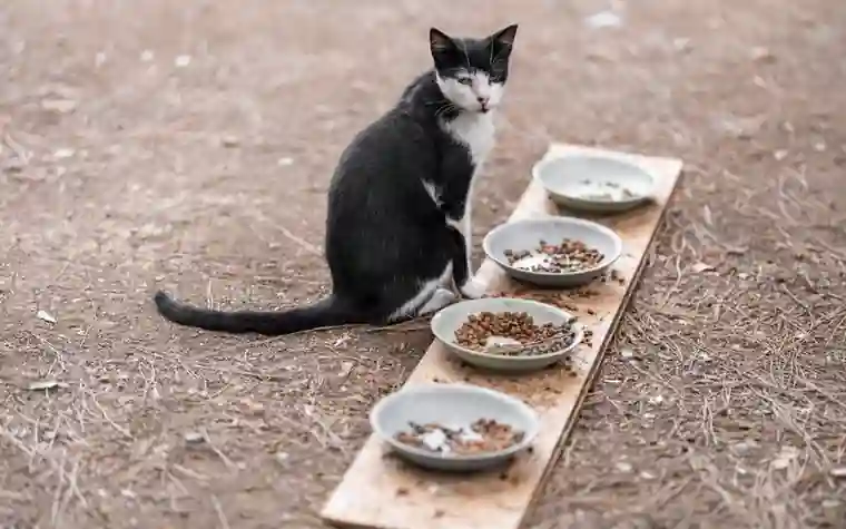Black and white cat sitting on bare ground beside four bowls of dry food on a wooden board