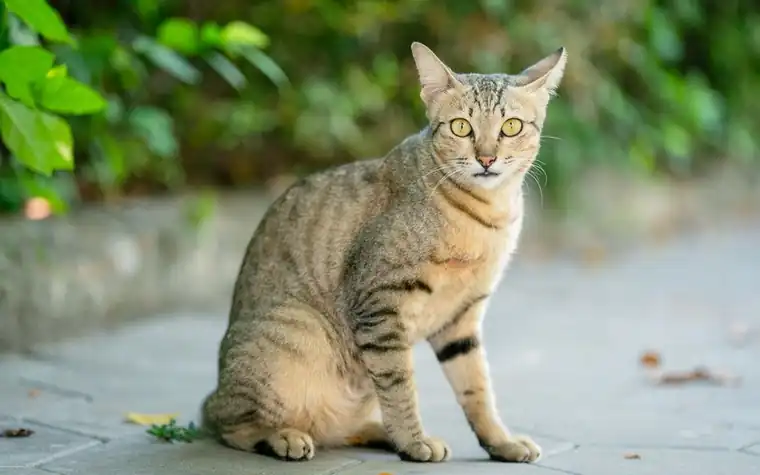 Tabby cat sitting on a tile path beside green leaves outdoors