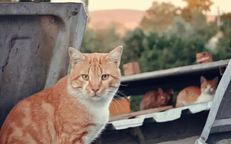 Ginger tabby cat standing beside a bin outdoors at sunset