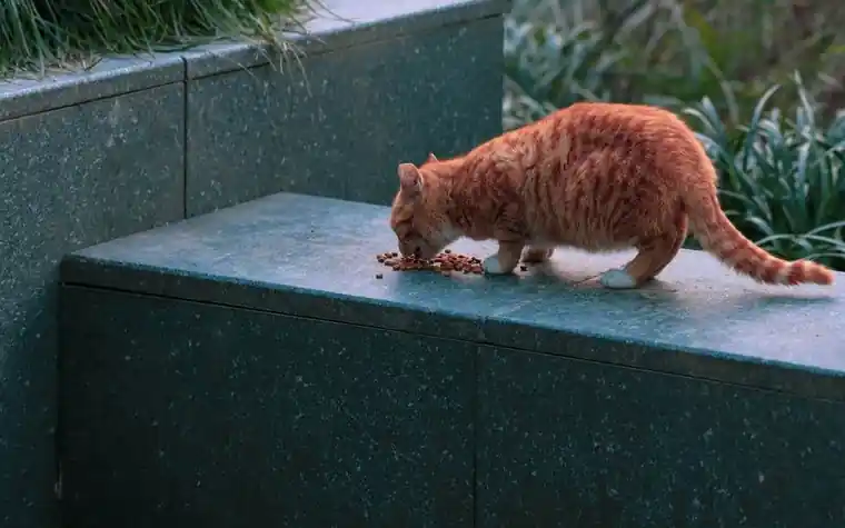A ginger tabby cat eating kibble on a stone ledge outdoors