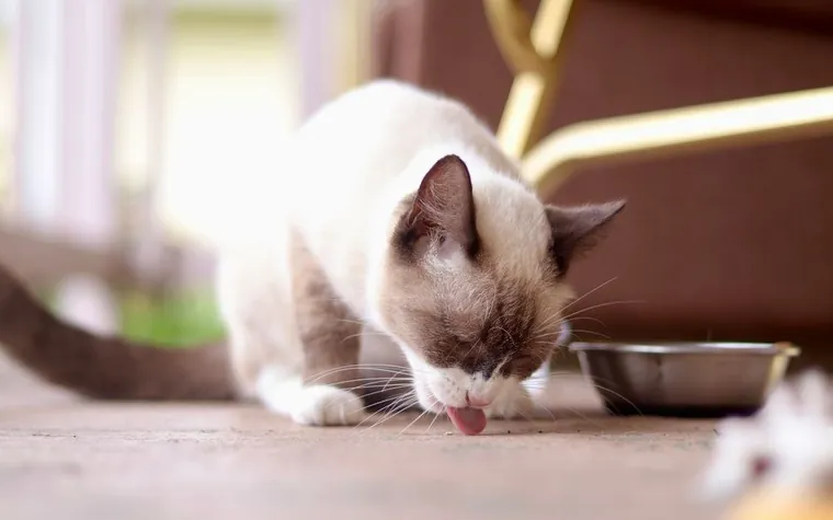 A Siamese cat leaning down to eat beside a metal food bowl on a wooden floor