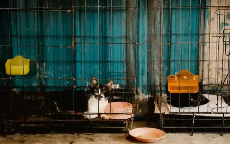 A cat looking out from a cage at an animal shelter