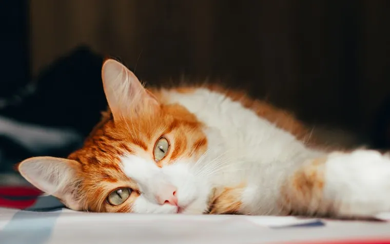 A ginger and white cat lying relaxed on a blanket indoors