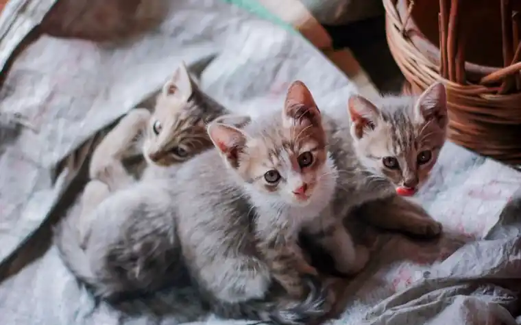 Three tabby kittens snuggling together on a cozy blanket