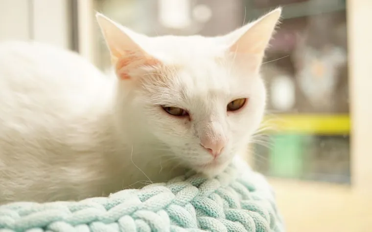 A white cat resting in a knitted basket indoors