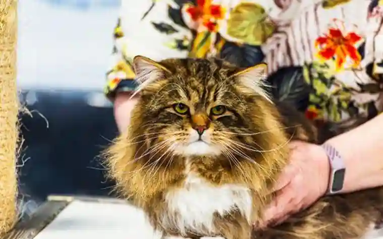 A Maine Coon cat with a long tabby coat being held and stroked by a handler