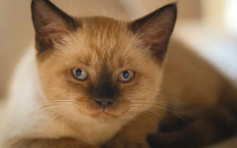 A cream and brown Siamese kitten with blue eyes looking at the camera