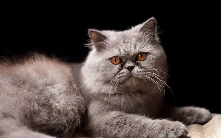 A gray Persian cat with orange eyes lying on a cushion