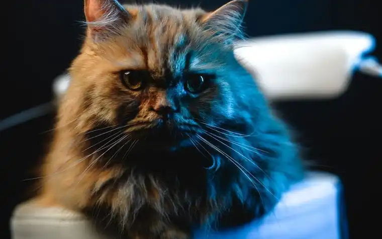 A longhaired orange and black Persian cat looking at the camera