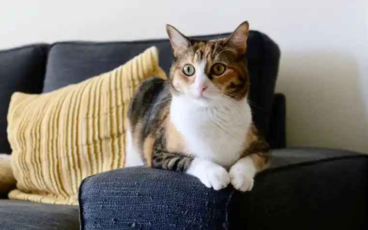A calico cat resting on a sofa beside a cushion