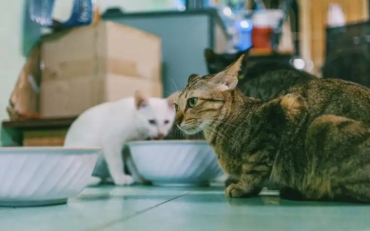 Two cats eating from bowls indoors